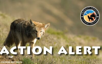 Illinois Residents: Help Ban Wildlife Killing Contests in Illinois!