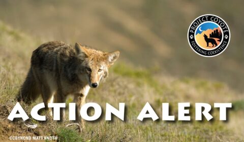 » Illinois Residents: Help Ban Wildlife Killing Contests In Illinois!