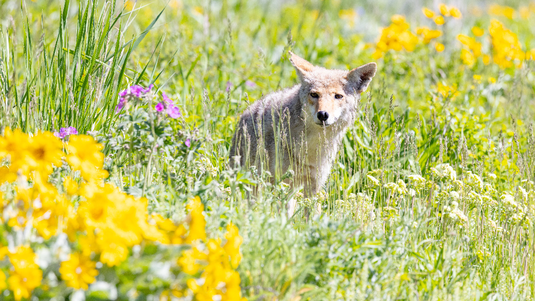coyote surrounded by wildflowers