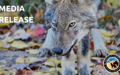 MEDIA RELEASE | Another Wild Wolf Killed in New York, Radio-Isotope Test Confirms