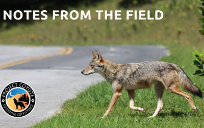 Notes from the Field: Project Coyote Representative John Maguranis springs into action to save the lives of four coyote pups!