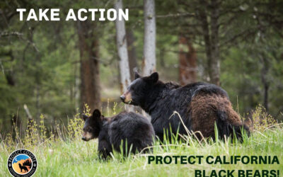 Protect California’s Black Bears!