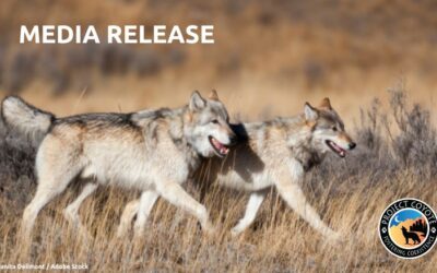 MEDIA RELEASE | Wolf advocates find flaws yet promise in Colorado Parks and Wildlife draft plan