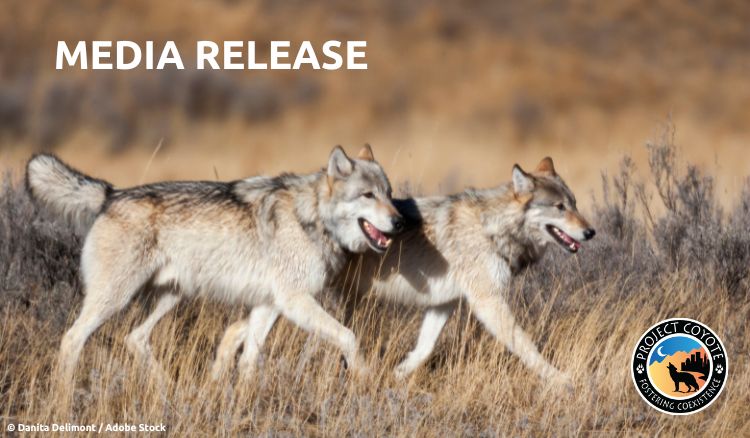 Media Release | Wildlife Advocacy Organizations Condemn Wisconsin Wolf Policy