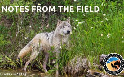 Notes from the Field: Wildlife Governance Reform