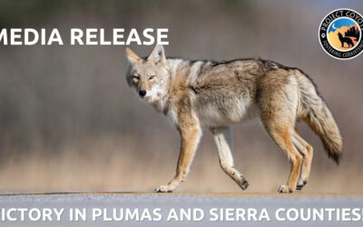 MEDIA RELEASE | Wildlife Advocates Score a Victory in Plumas and Sierra Counties in Restricting USDA’s “Wildlife Services” Killing Program