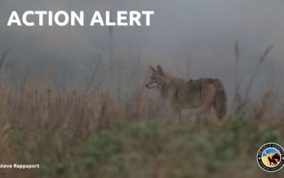 Virginia Residents: Help Ban Wildlife Killing Contests Statewide!