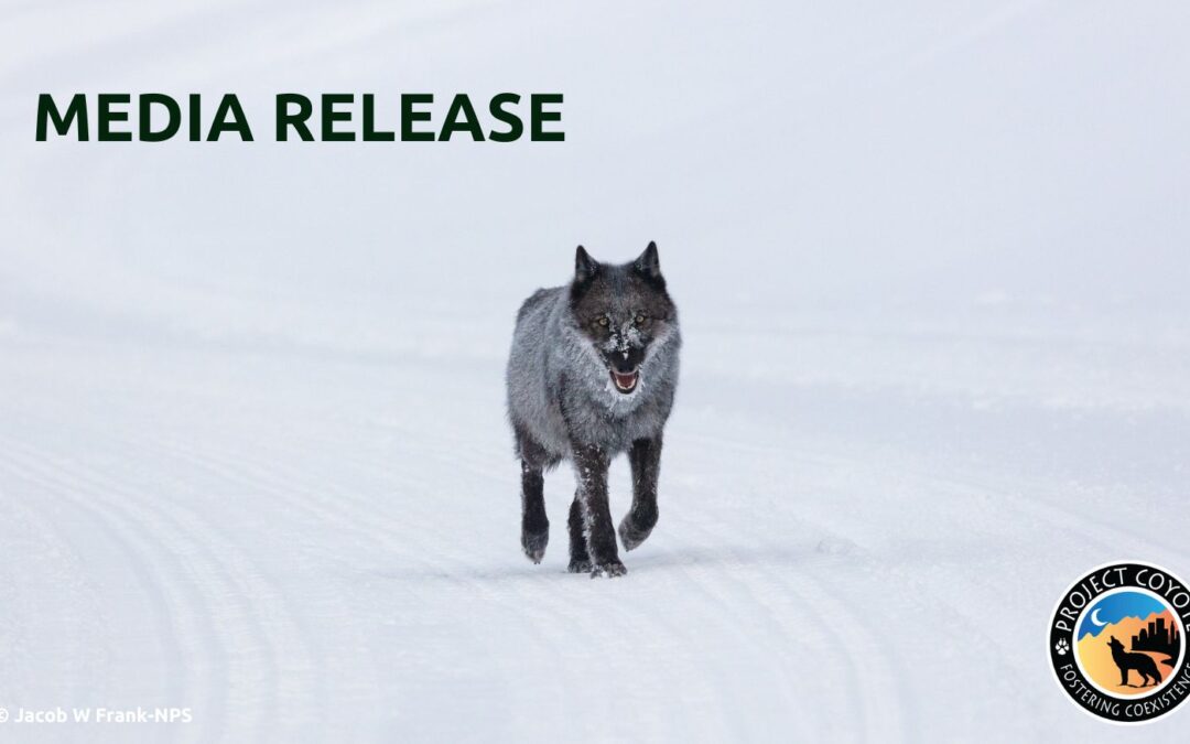 MEDIA RELEASE  Court refuses to limit Montana's unscientific wolf hunting  and trapping season - Project Coyote