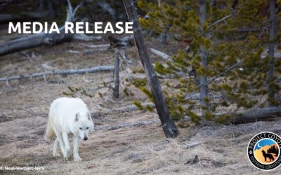 MEDIA RELEASE | Proposed Federal Rule for Colorado Wolf Restoration Falls Short
