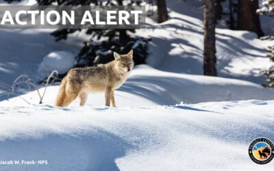 Oregon Residents: Take Action to Protect Oregon’s Coyotes
