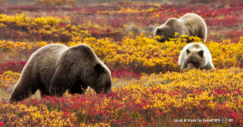 The fight to stop republicans from killing wolves and grizzlies