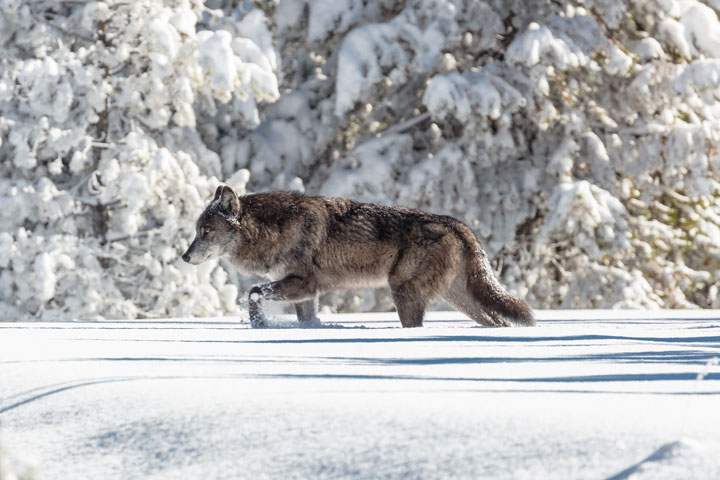 Montana Judge Won’t Halt Gov. Greg Gianforte’s Aggressive Wolf Hunt