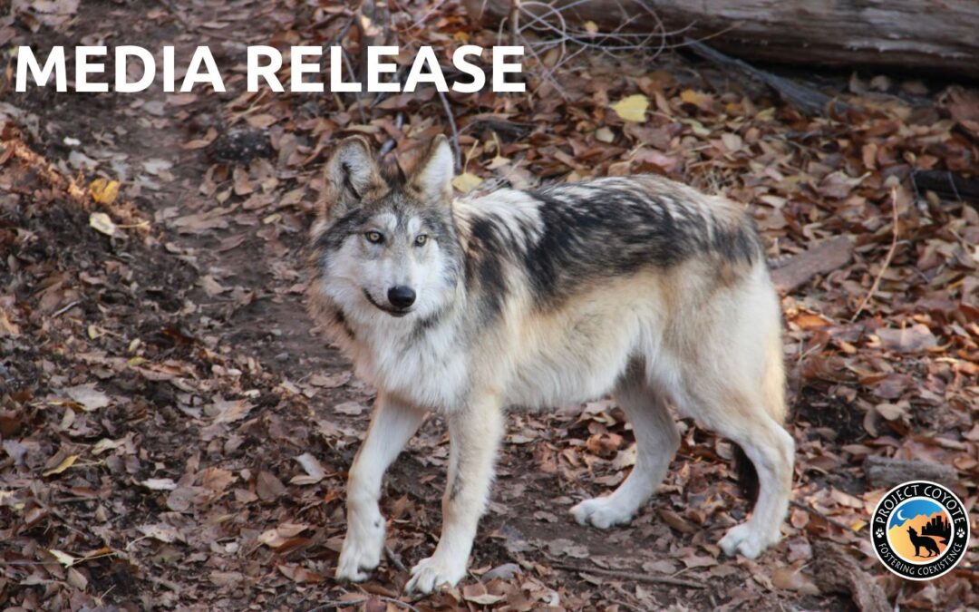 MEDIA RELEASE | Government Agents Kill Endangered Mexican Gray Wolf Father, Threatening Pack’s Survival