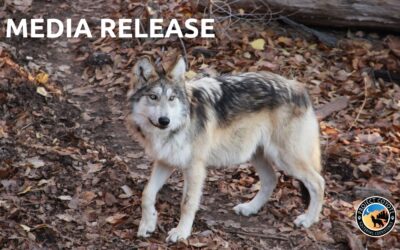 MEDIA RELEASE | Conservation Groups Celebrate Record Mexican Wolf Population but Caution Against Using Numbers Alone to Measure Recovery