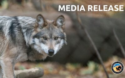 MEDIA RELEASE | Conservation groups dismayed by agency removal of wandering wolf Asha