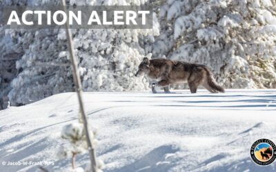 Protect wolves in Wisconsin!