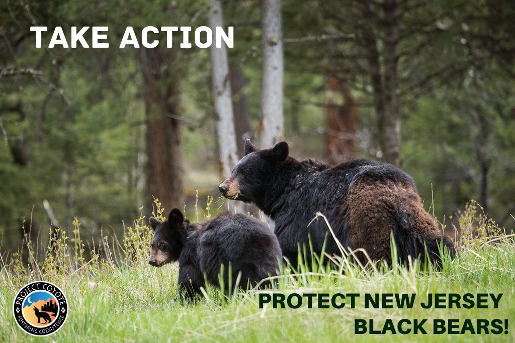 Protect New Jersey's Black Bears! - Project Coyote