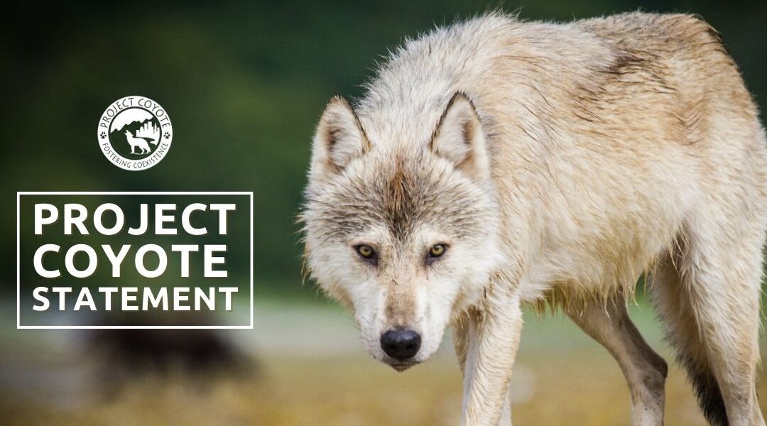 Statement from Project Coyote regarding the loss of dogs to wolves in Colorado
