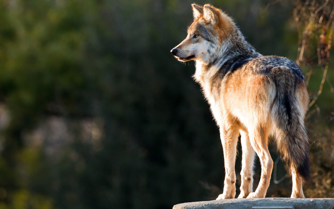 — Mexican Gray Wolf