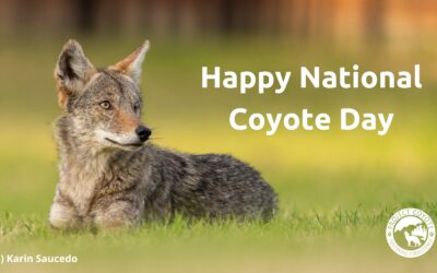 Celebrate National Coyote Day with the Project Coyote Pack!