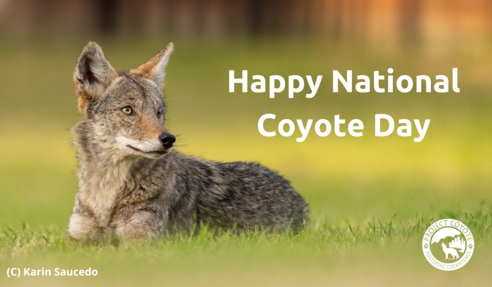 Celebrate National Coyote Day with the Project Coyote Pack! - Project