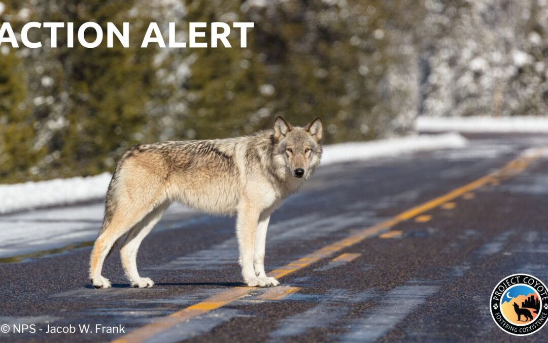 Speak Out For Colorado’s Future Wolves!