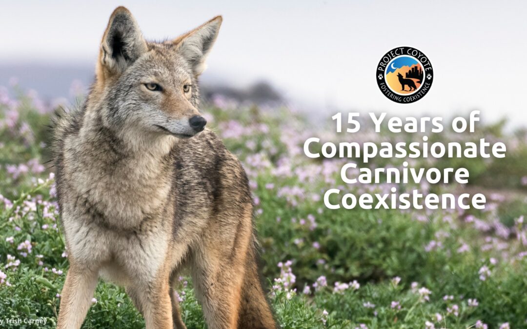 Project Coyote Celebrates 15 Years of Protecting Carnivores and Promoting Coexistence