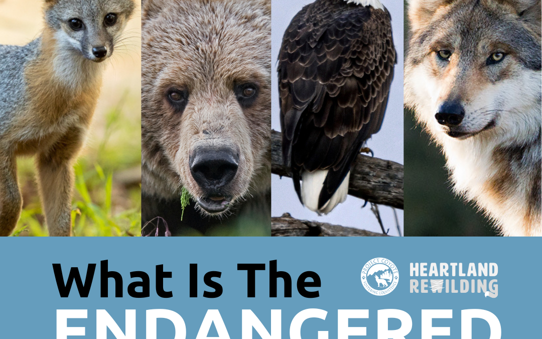 Why We Need to Protect the Endangered Species Act