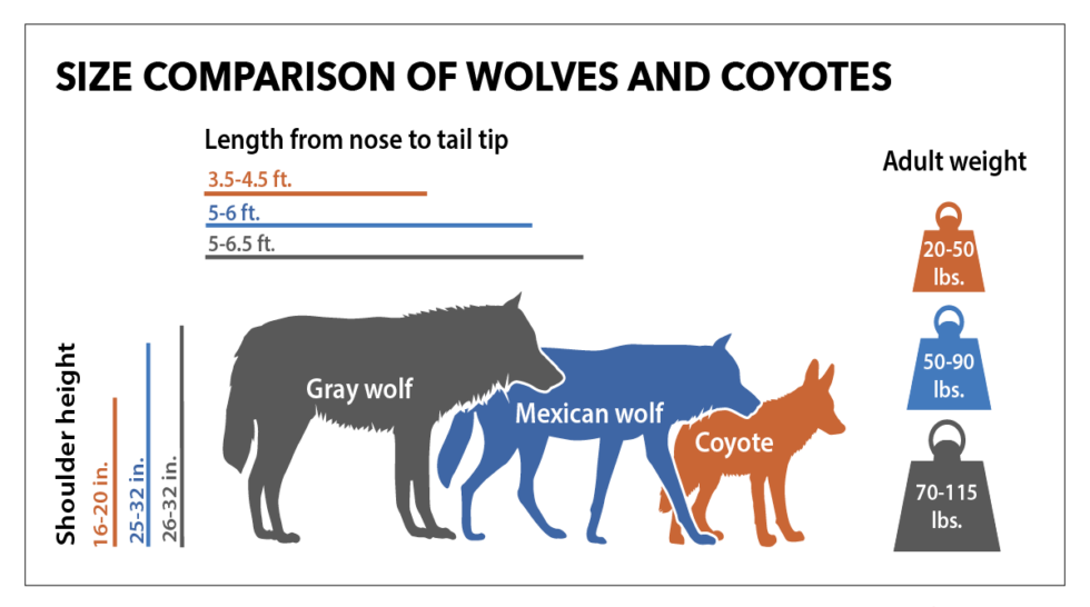 Mexican Gray Wolf - Project Coyote