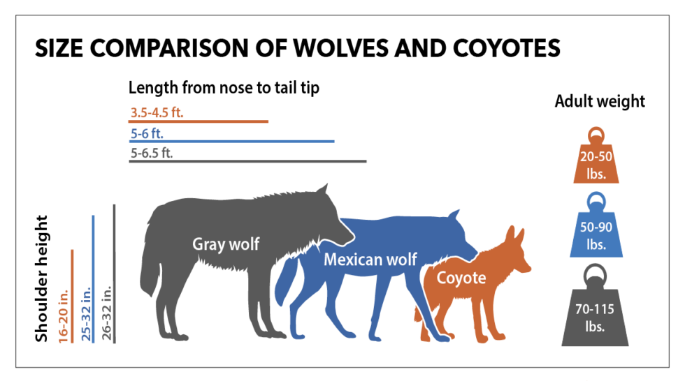 Mexican Gray Wolf Project Coyote