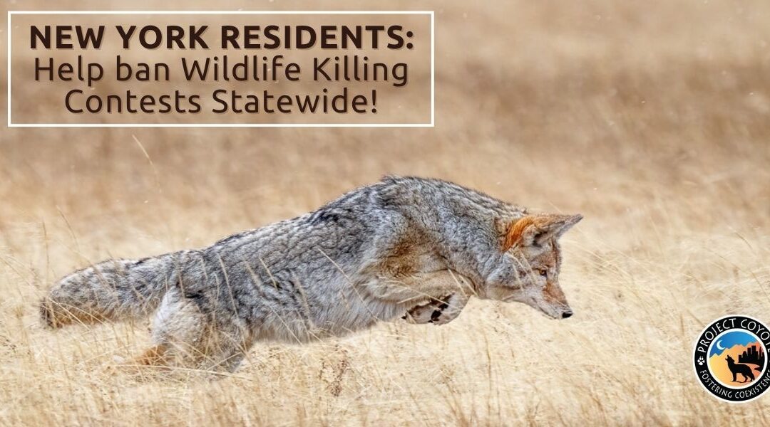 New York Residents: Help Ban Wildlife Killing Contests Statewide!