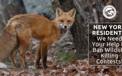 New York Residents: We Need Your Help AGAIN to Ban Wildlife Killing Contests Statewide!