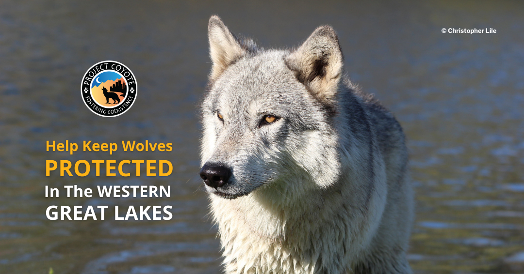 Help Stop Federal Legislation to Delist Wolves in the Western Great Lakes!