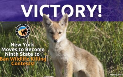 MEDIA RELEASE | New York Moves to Become Ninth State to Ban Wildlife Killing Contests