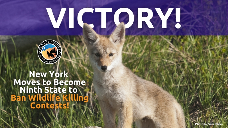 MEDIA RELEASE | New York Moves to Become Ninth State to Ban Wildlife Killing Contests