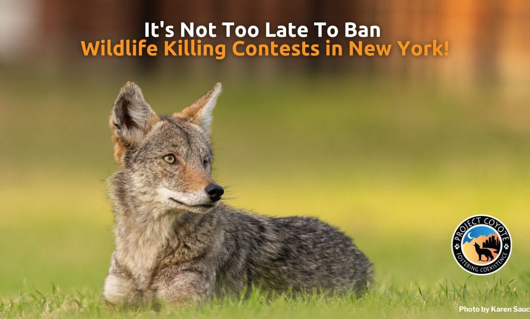 New York Residents: Final Call to Help us Ban Wildlife Killing Contests in New York!