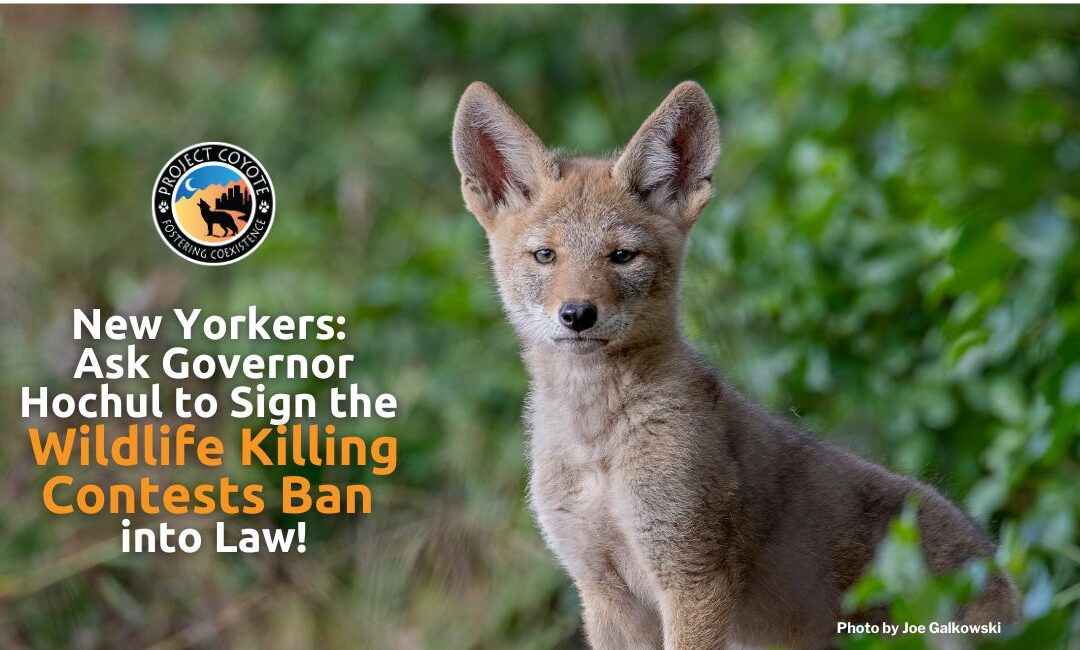 New York Residents: Ask Governor Hochul to Sign the Ban on Wildlife Killing Contests into Law.