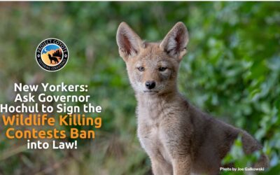 New York Residents: Ask Governor Hochul to Sign the Ban on Wildlife Killing Contests into Law.