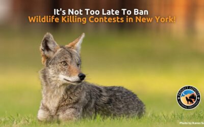 New York Residents: Final Call to Help us Ban Wildlife Killing Contests in New York!