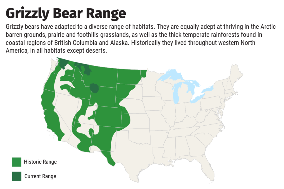 » American Bears