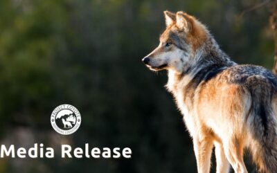 MEDIA RELEASE |  Only Four Collared Wild Mexican Gray Wolves Survive in Mexico