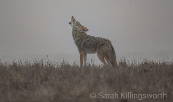 » Living with Coyotes Presentation 7/18/2023