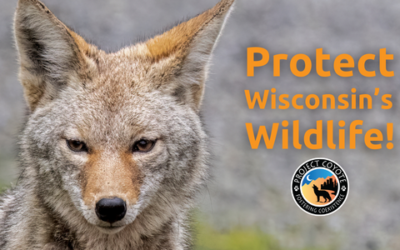 Support Citizen Resolutions to Protect Wisconsin’s Wildlife!