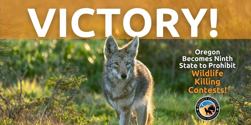 Media Release | Oregon Becomes Ninth State to Prohibit Wildlife Killing Contests