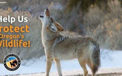 Oregon Residents: Help Ban Wildlife Killing Contests Statewide!
