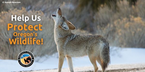 Oregon Residents: Help Ban Wildlife Killing Contests Statewide!