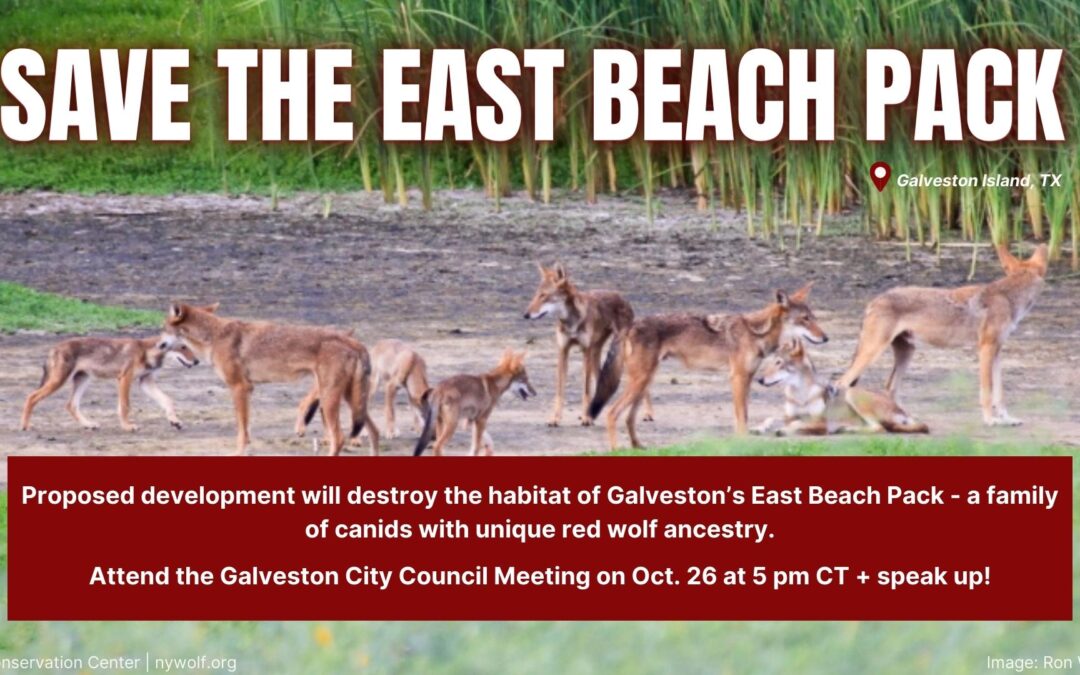 Texas Residents: Galveston’s Unique Canids Need Your Voice