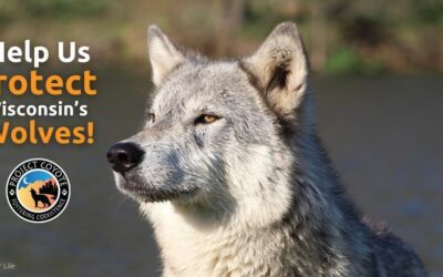 Demand a Scientific and Ethical Wisconsin Wolf Plan
