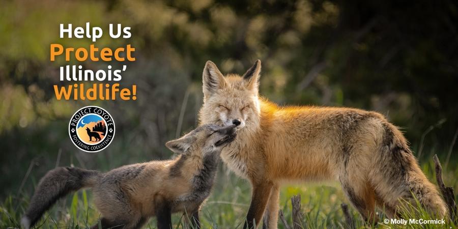 Illinois Residents: Help Ban Wildlife Killing Contests Statewide!  