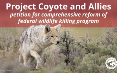 Media Release | Legal Petition Urges USDA to Adopt Comprehensive Regulatory Framework for Wildlife Services Program